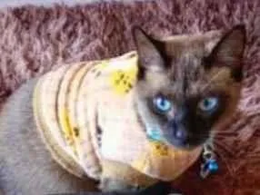 Gato raça Siamês idade  nome Veloz