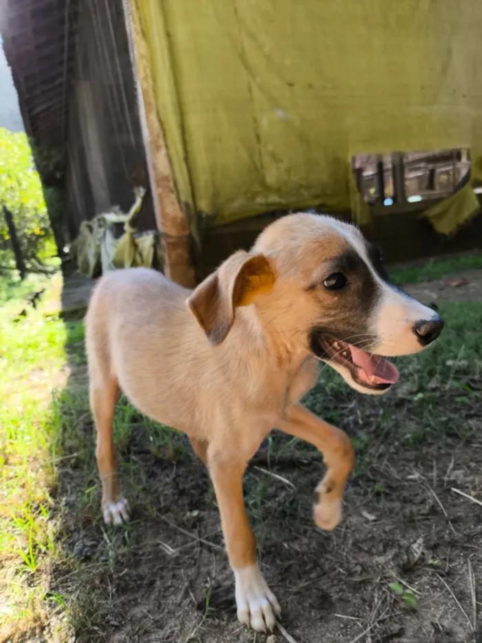 Cachorro raça SRD-ViraLata idade 2 a 6 meses nome Marley