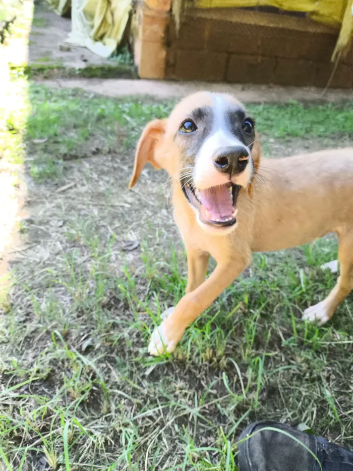 Cachorro raça SRD-ViraLata idade 2 a 6 meses nome Marley