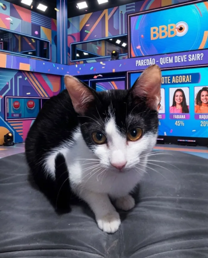 Gato raça SRD-ViraLata idade 2 a 6 meses nome Lia 