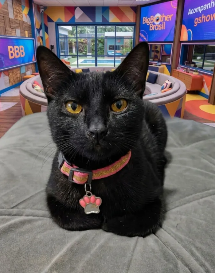 Gato raça SRD-ViraLata idade 2 a 6 meses nome Safira 