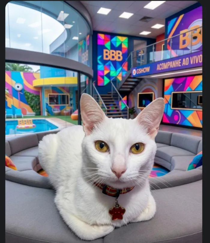 Gato raça SRD-ViraLata idade 7 a 11 meses nome James