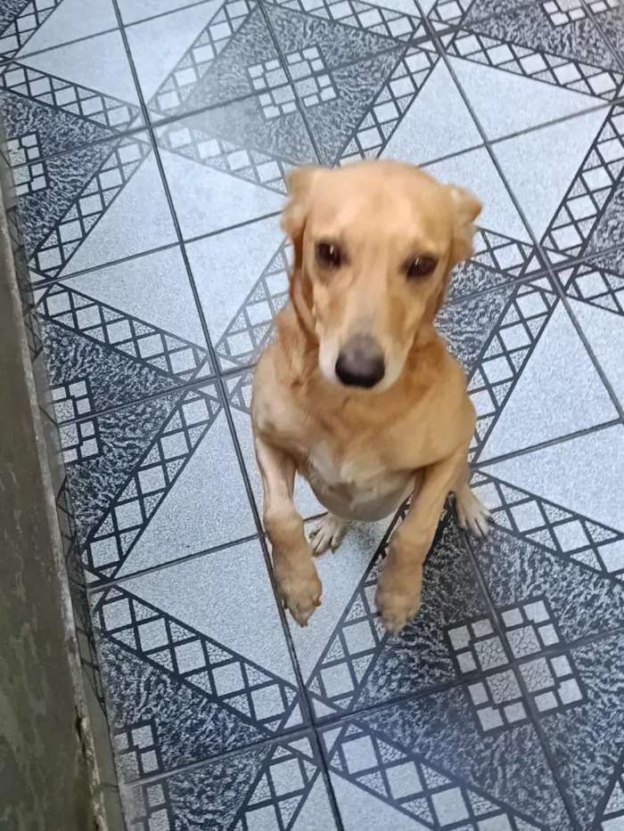 Cachorro raça SRD-ViraLata idade 3 anos nome Amendoim 