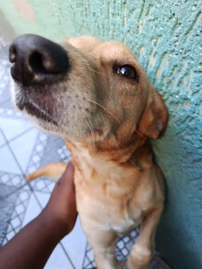 Cachorro raça SRD-ViraLata idade 3 anos nome Amendoim 