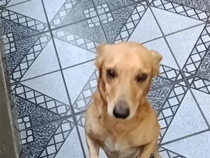 Cachorro raça SRD-ViraLata idade 3 anos nome Amendoim 