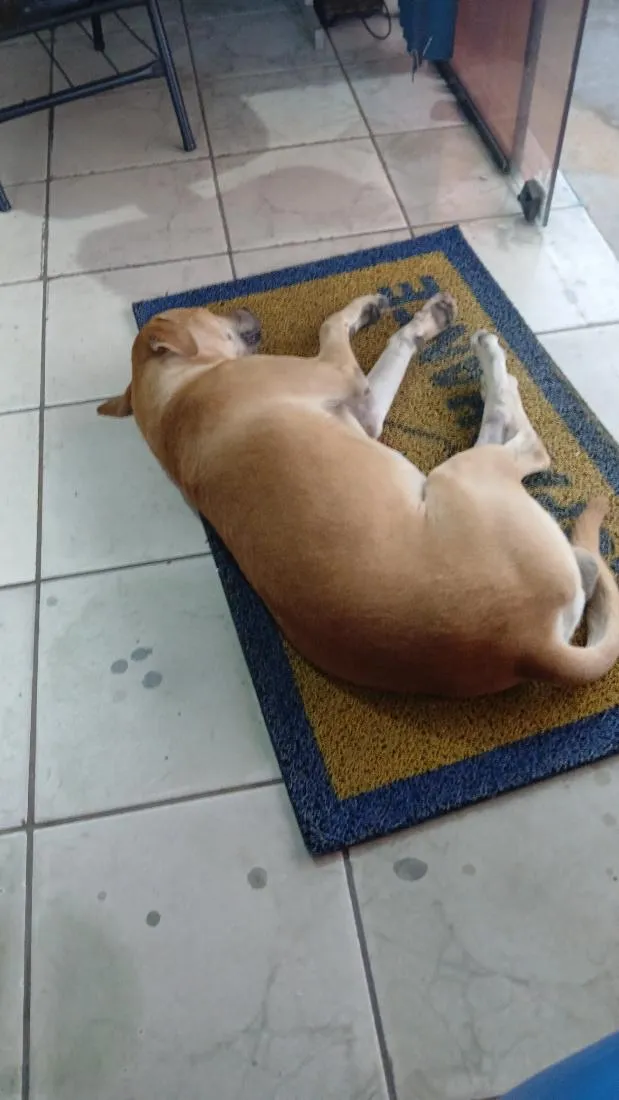 Cachorro raça SRD-ViraLata idade 7 a 11 meses nome Caramelo