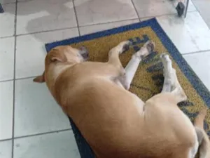 Cachorro raça SRD-ViraLata idade 7 a 11 meses nome Caramelo