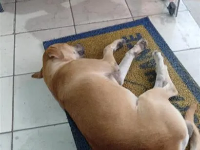 Cachorro raça SRD-ViraLata idade 7 a 11 meses nome Caramelo