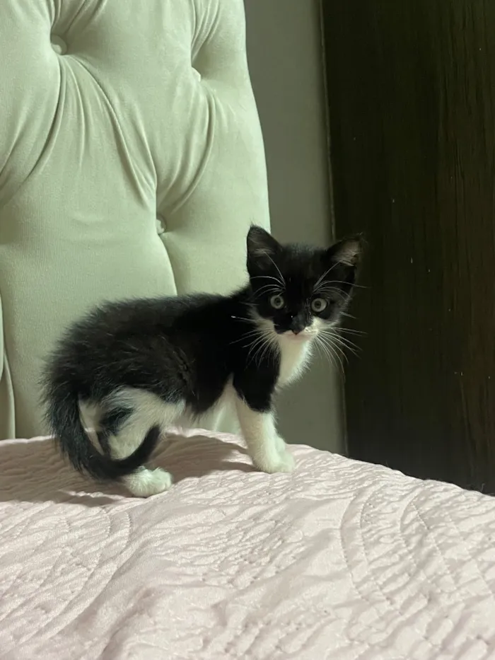 Gato raça SRD-ViraLata idade Abaixo de 2 meses nome Charlie