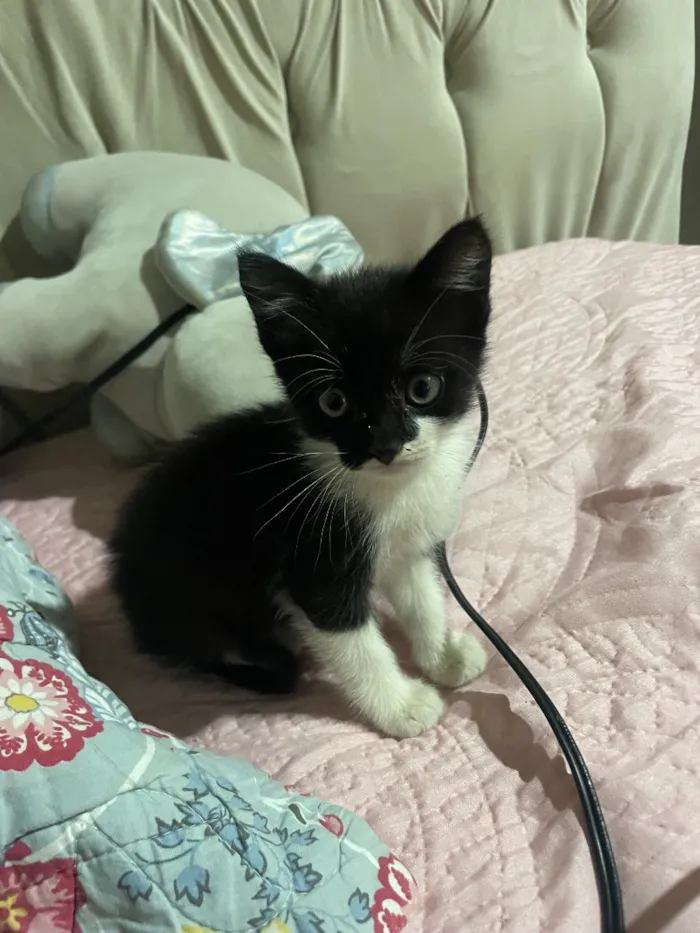 Gato raça SRD-ViraLata idade Abaixo de 2 meses nome Charlie