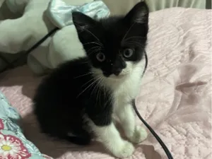 Gato raça SRD-ViraLata idade Abaixo de 2 meses nome Charlie