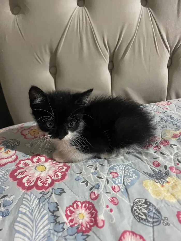 Gato raça SRD-ViraLata idade Abaixo de 2 meses nome Nita