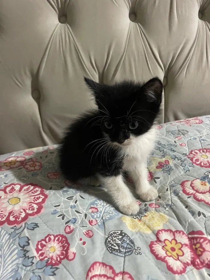 Gato raça SRD-ViraLata idade Abaixo de 2 meses nome Nita