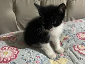 Gato raça SRD-ViraLata idade Abaixo de 2 meses nome Nita