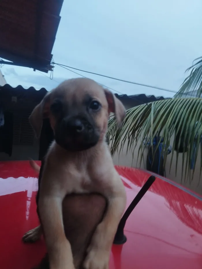 Cachorro raça SRD-ViraLata idade Abaixo de 2 meses nome sem nome