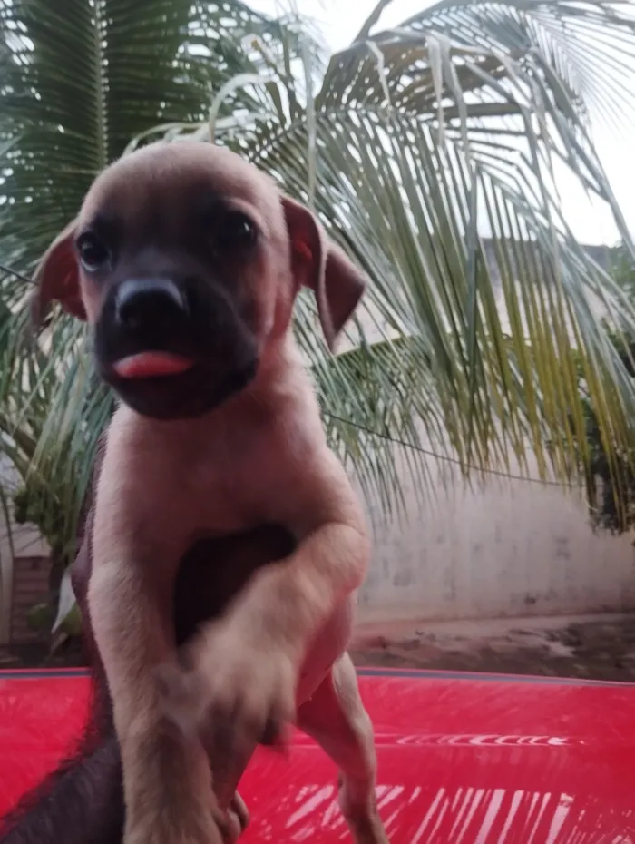 Cachorro raça SRD-ViraLata idade Abaixo de 2 meses nome sem nome