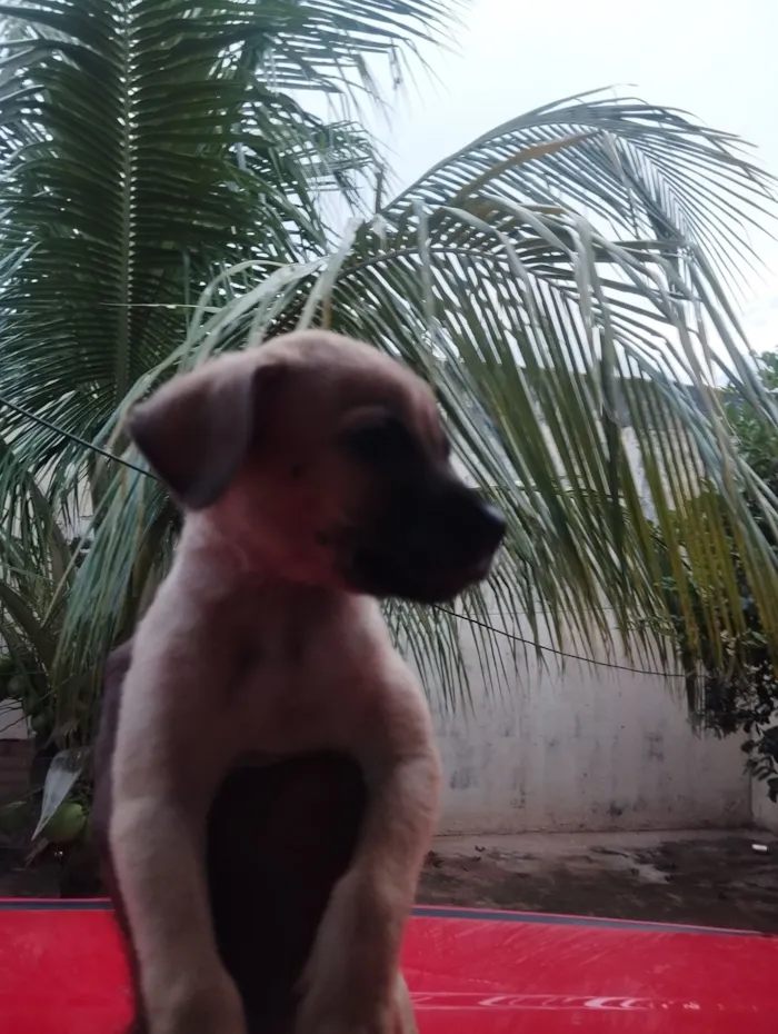 Cachorro raça SRD-ViraLata idade Abaixo de 2 meses nome sem nome
