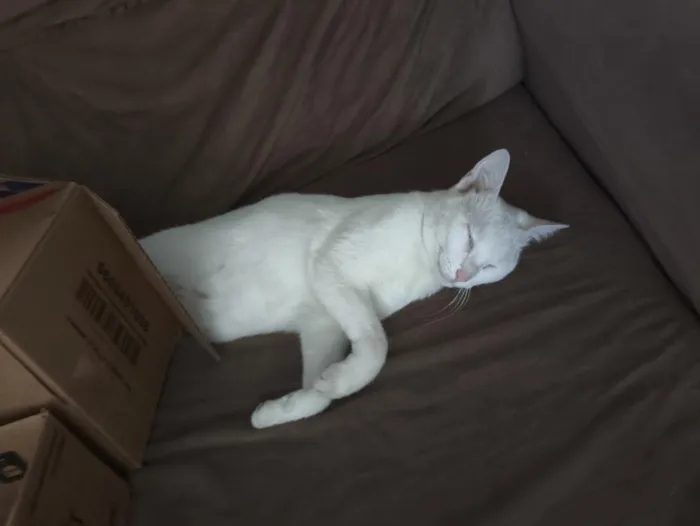 Gato raça SRD-ViraLata idade 3 anos nome Branquinha 
