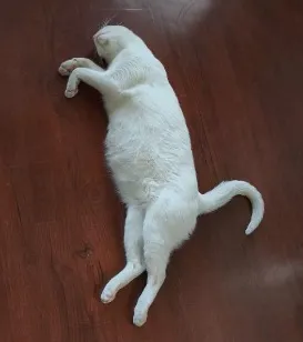 Gato raça SRD-ViraLata idade 3 anos nome Branquinha 