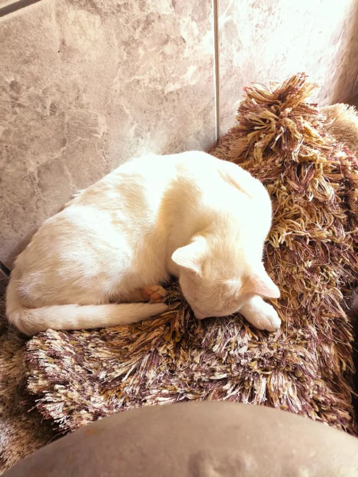 Gato raça SRD-ViraLata idade 3 anos nome Branquinha 