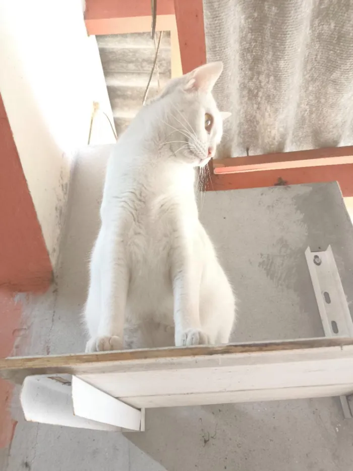 Gato raça SRD-ViraLata idade 3 anos nome Branquinha 