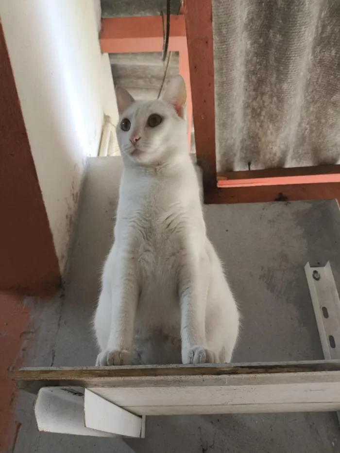 Gato raça SRD-ViraLata idade 3 anos nome Branquinha 