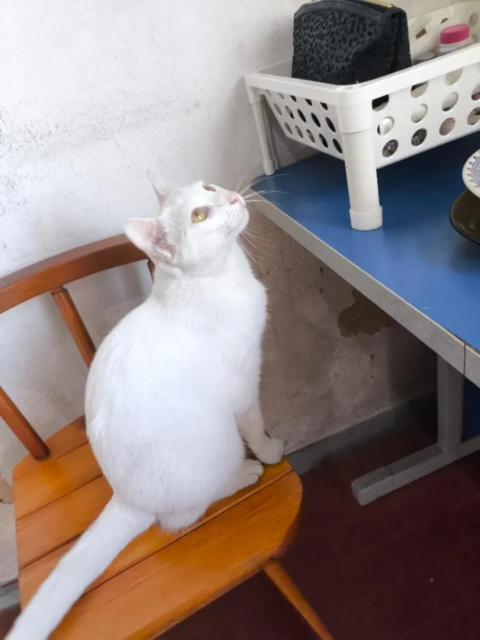 Gato raça SRD-ViraLata idade 3 anos nome Branquinha 