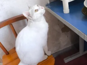 Gato raça SRD-ViraLata idade 3 anos nome Branquinha 