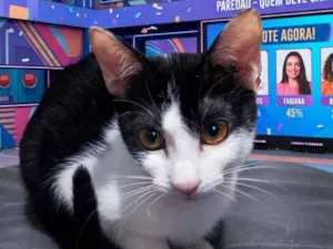 Gato raça SRD-ViraLata idade 2 a 6 meses nome Lia 