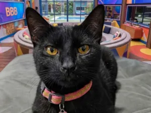 Gato raça SRD-ViraLata idade 2 a 6 meses nome Safira 