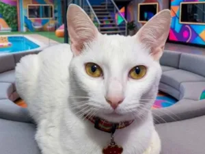 Gato raça SRD-ViraLata idade 7 a 11 meses nome James