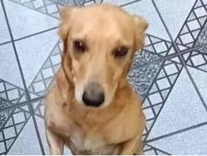 Cachorro raça SRD-ViraLata idade 3 anos nome Amendoim 