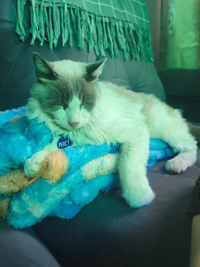 Gato raça Siamês  idade 4 anos nome Percy 