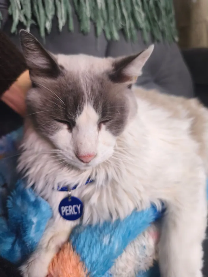 Gato raça Siamês  idade 4 anos nome Percy 