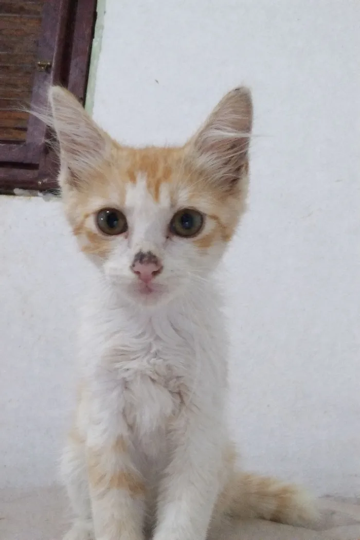 Gato raça Maine Coon idade 2 a 6 meses nome Fabrício gigante