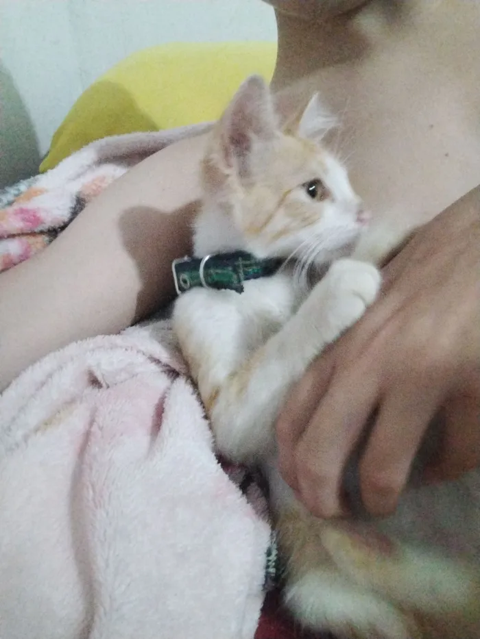 Gato raça Maine Coon idade 2 a 6 meses nome Fabrício gigante