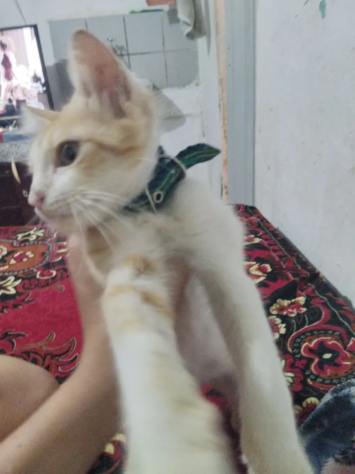 Gato raça Maine Coon idade 2 a 6 meses nome Fabrício gigante