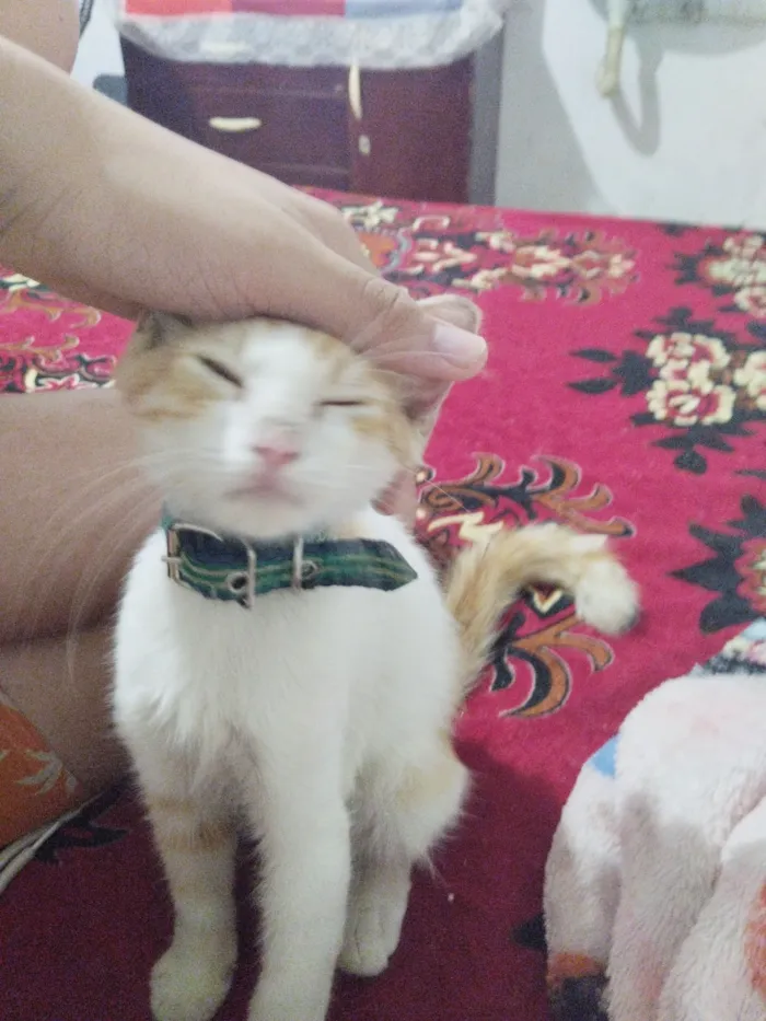 Gato raça Maine Coon idade 2 a 6 meses nome Fabrício gigante