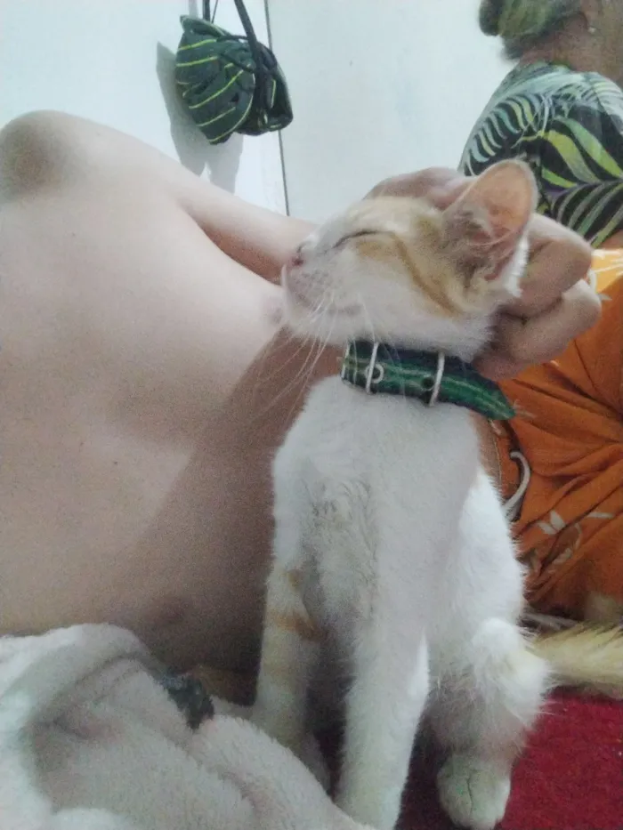 Gato raça Maine Coon idade 2 a 6 meses nome Fabrício gigante