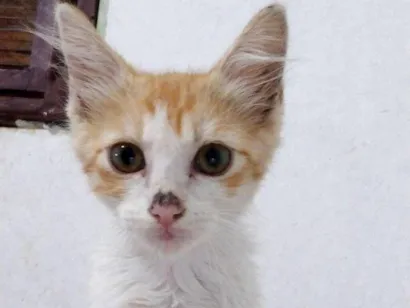 Gato raça Maine Coon idade 2 a 6 meses nome Fabrício gigante