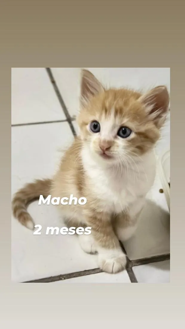 Gato raça SRD-ViraLata idade 2 a 6 meses nome filhotes