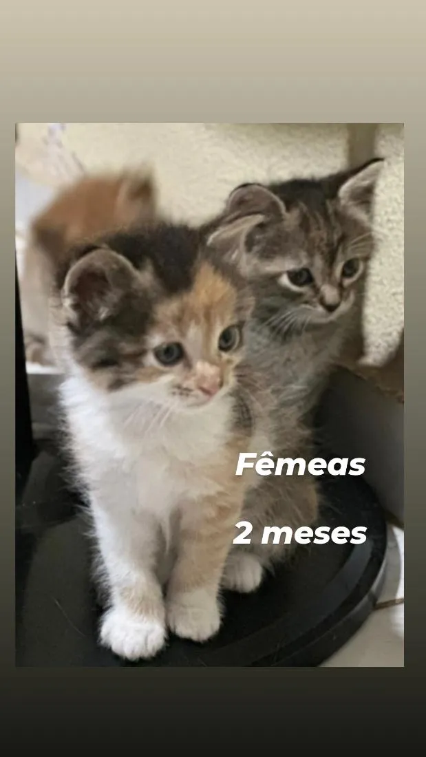 Gato raça SRD-ViraLata idade 2 a 6 meses nome filhotes