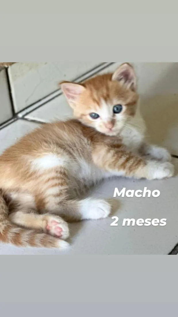 Gato raça SRD-ViraLata idade 2 a 6 meses nome filhotes