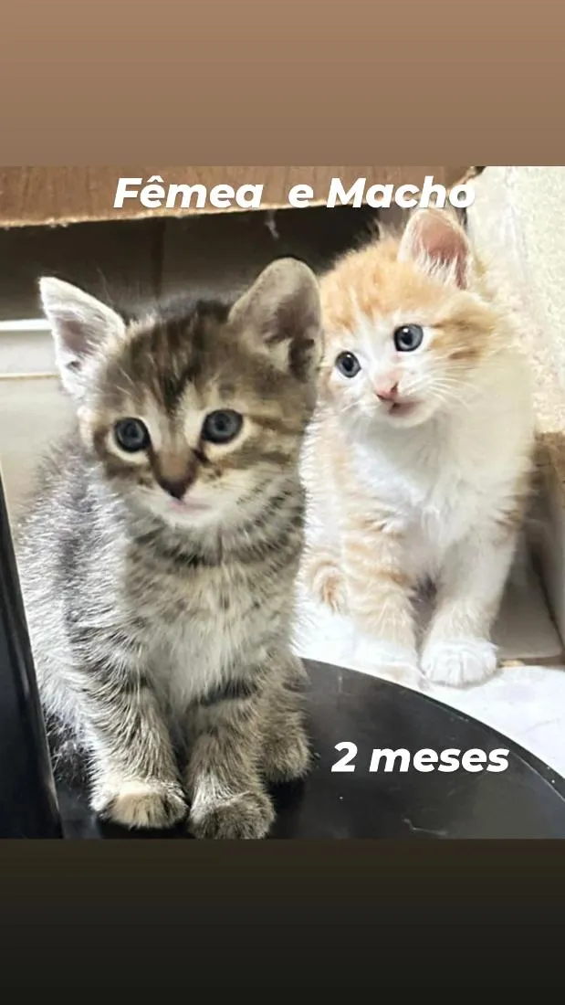 Gato raça SRD-ViraLata idade 2 a 6 meses nome filhotes