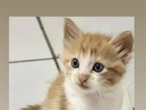 Gato raça SRD-ViraLata idade 2 a 6 meses nome filhotes