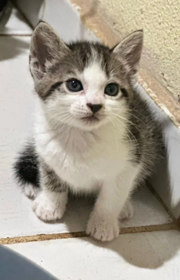 Gato raça SRD-ViraLata idade 2 a 6 meses nome Filhote