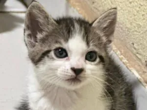 Gato raça SRD-ViraLata idade 2 a 6 meses nome Filhote