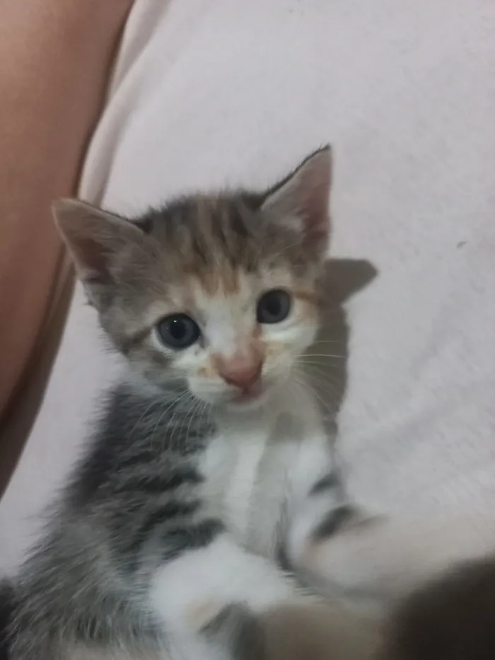 Cachorro raça SRD-ViraLata idade 2 a 6 meses nome Filhote