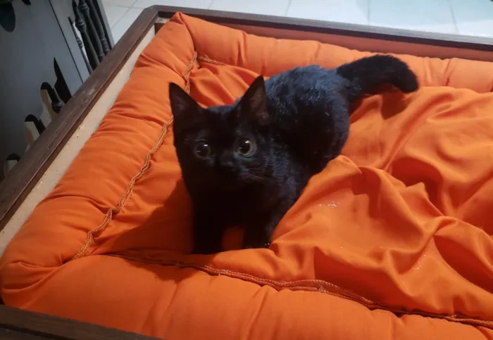 Gato raça SRD-ViraLata idade 2 a 6 meses nome Pantera