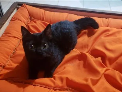 Gato raça SRD-ViraLata idade 2 a 6 meses nome Pantera